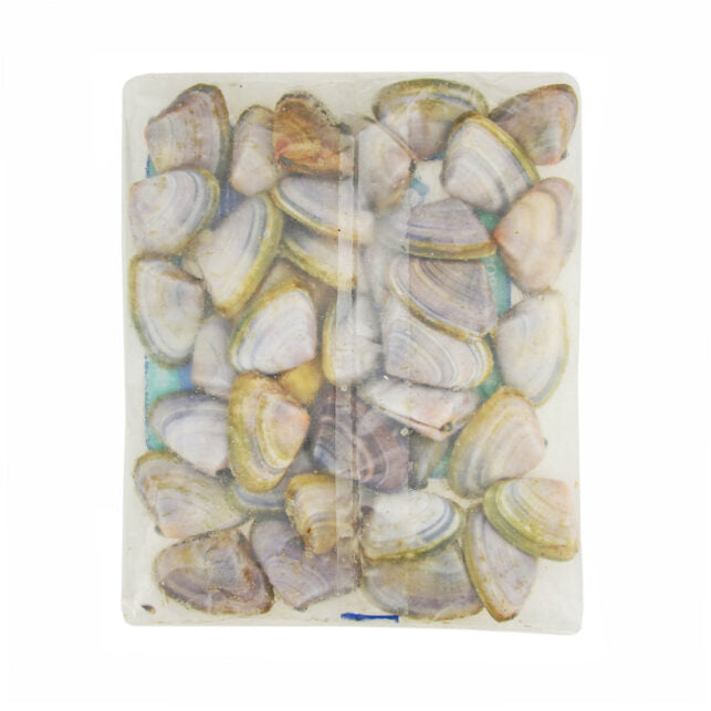 Tweed Bait Pippies 400g Bait