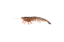 Irukandji Megaprawn 100mm Soft Plastic Lure Leader
