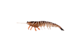 Irukandji Megaprawn 100mm Soft Plastic Lure Leader