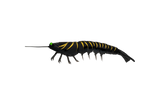 Irukandji Megaprawn 125mm Soft Plastic Lure Hornet