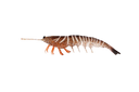 Irukandji Megaprawn 125mm Soft Plastic Lure Leader