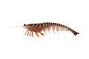 Irukandji Megaprawn 165mm Soft Plastic Lure Leader
