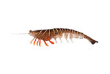 Irukandji Megaprawn 165mm Soft Plastic Lure Leader