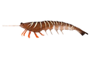 Irukandji Megaprawn 210mm Soft Plastic Lure Leader