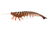 Irukandji Megaprawn 210mm Soft Plastic Lure Leader
