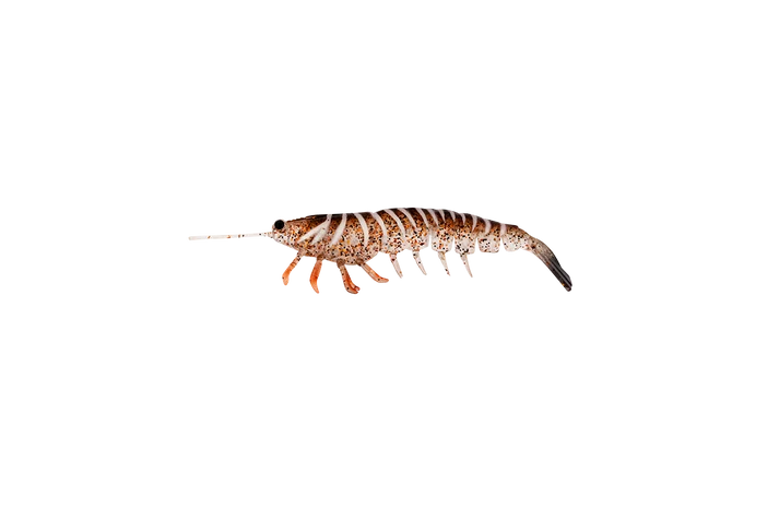 Irukandji Megaprawn 80mm Soft Plastic Lure Leader