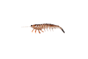 Irukandji Megaprawn 80mm Soft Plastic Lure Leader