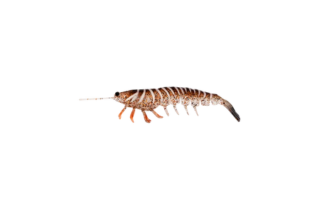 Irukandji Megaprawn 80mm Soft Plastic Lure Leader