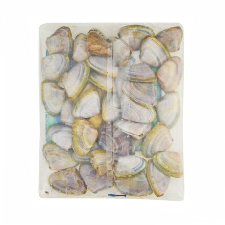 Tweed Bait Pippies 400g Bait