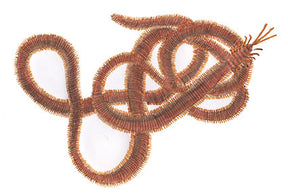 JD Worms Beach Worms Bait