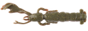Berkley Gulp Salty Nipper 3.5in Soft Plastic Lure Camo