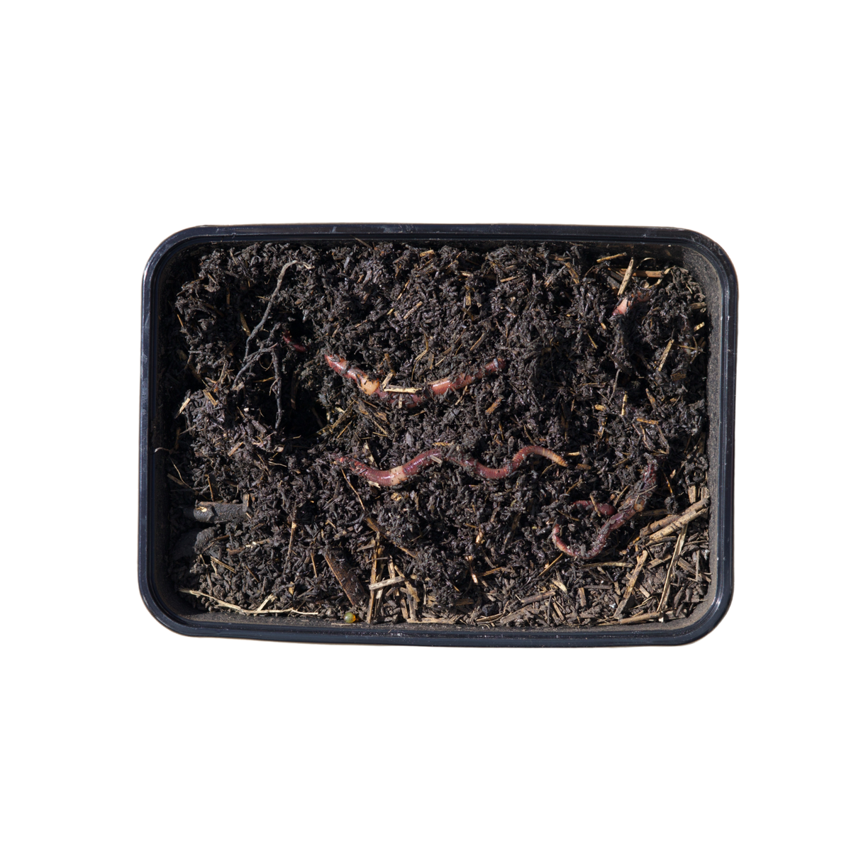 Blinks Bait Euro Bait Worms 40pk