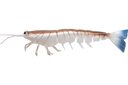 Irukandji Megaprawn 165mm Soft Plastic Lure Blood N Bone