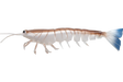 Irukandji Megaprawn 125mm Soft Plastic Lure Blood N Bone