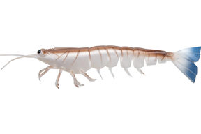 Irukandji Megaprawn 125mm Soft Plastic Lure Blood N Bone