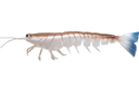 Irukandji Megaprawn 100mm Soft Plastic Lure Blood N Bone