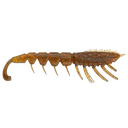 Rapala Crush City The Imposter 3in Soft Plastic Lure Bloodworm UV