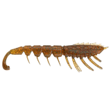 Rapala Crush City The Imposter 3in Soft Plastic Lure Bloodworm UV
