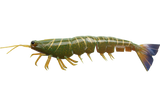 Irukandji Megaprawn 100mm Soft Plastic Lure Camo