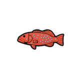 Reef Lagoon Charm Common Coral Trout