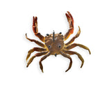 Chasebaits Crusty Crab 50mm Soft Plastic Lure Sandcrab
