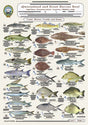 Camtas Fisherman's Queensland Waterproof Fish Identification Cards 5pk 226 Species