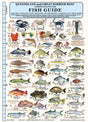 Camtas Fisherman's Queensland Waterproof Fish Identification Card A4 106 Species