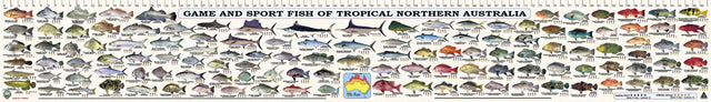 Camtas Fish Measure / Identification Decal Sticker 97cm QLD