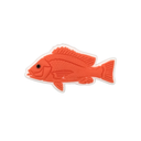 Reef Lagoon Charm Large Mouth Nannygai