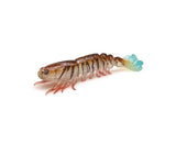 Zman PrawnZ Elite Unrigged 3.5in Soft Plastic Lure Tiger Prawn