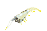 Molix Prawn 4.5in Soft Plastic Lure Pearl Chartreuse