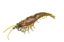 Molix Prawn 4.5in Soft Plastic Lure Green Orange