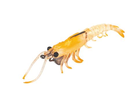 Molix Prawn 4.5in Soft Plastic Lure Clear Orange