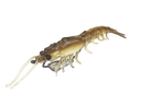Molix Prawn 4.5in Soft Plastic Lure Wakasagi