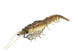 Molix Prawn 4.5in Soft Plastic Lure Wakasagi