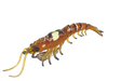 Molix Prawn 4.5in Soft Plastic Lure Aussie Tiger Prawn