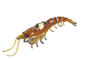 Molix Prawn 4.5in Soft Plastic Lure Aussie Tiger Prawn