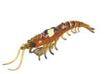 Molix Prawn 4.5in Soft Plastic Lure Aussie Tiger Prawn