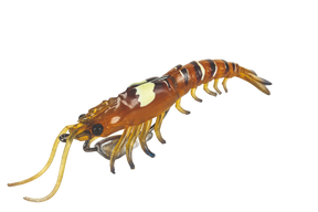 Molix Prawn 4.5in Soft Plastic Lure Aussie Tiger Prawn