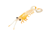 Molix Twin Tail Prawn 5in Soft Plastic Lure Clear Orange