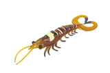 Molix Twin Tail Prawn 5in Soft Plastic Lure Aussie Tiger Prawn
