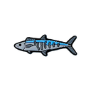 Reef Lagoon Charm Spanish Mackerel