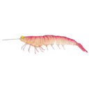 Irukandji Megaprawn 100mm Soft Plastic Lure Shock