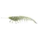 Irukandji Megaprawn 125mm Soft Plastic Lure Strobe