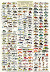 Camtas Swains Reef East Marine Safety Chart