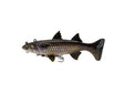 Panic Stations Mullet 6in Soft Plastic Swimbait Lure Alive
