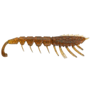 Rapala Crush City The Imposter 2.5in Soft Plastic Lure Bloodworm UV