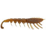 Rapala Crush City The Imposter 2.5in Soft Plastic Lure Bloodworm UV